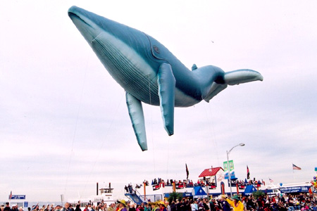 40' Whale